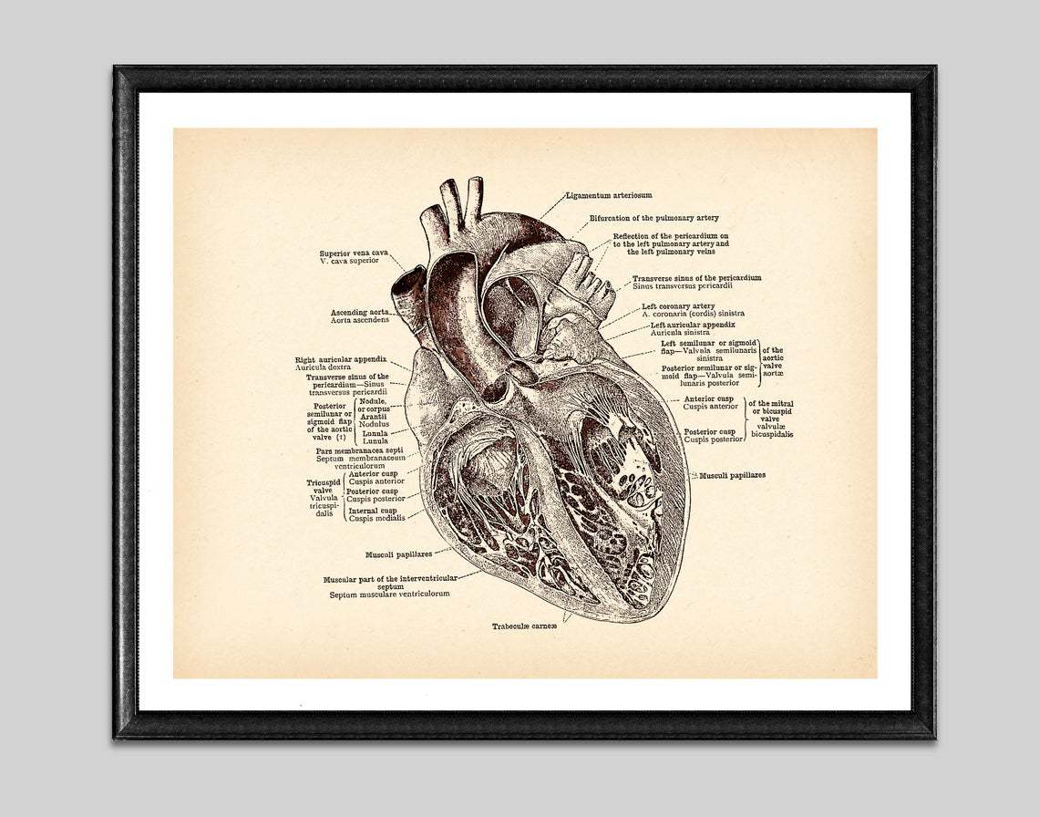 Antique Anatomy Medical Poster Human Anatomy Art Drawing