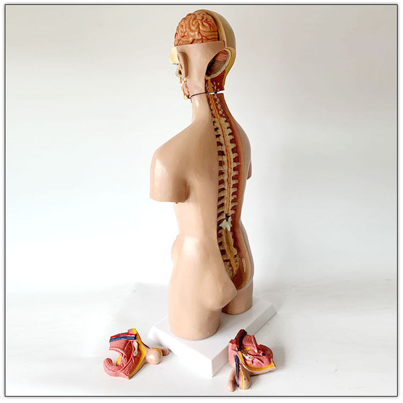 Human model medical teaching aid