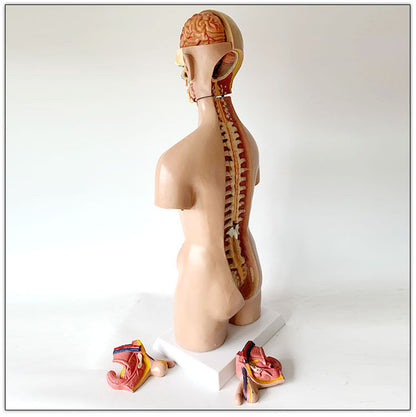 Human model medical teaching aid