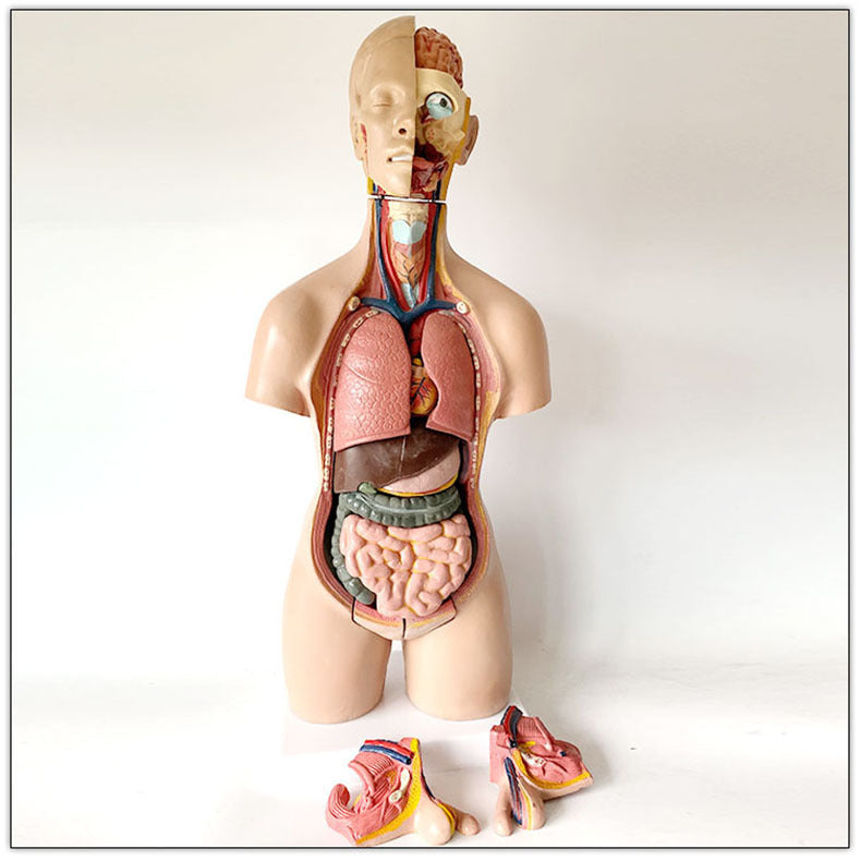Human model medical teaching aid