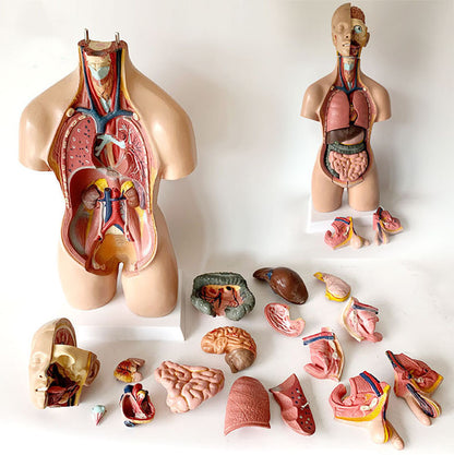 Human model medical teaching aid