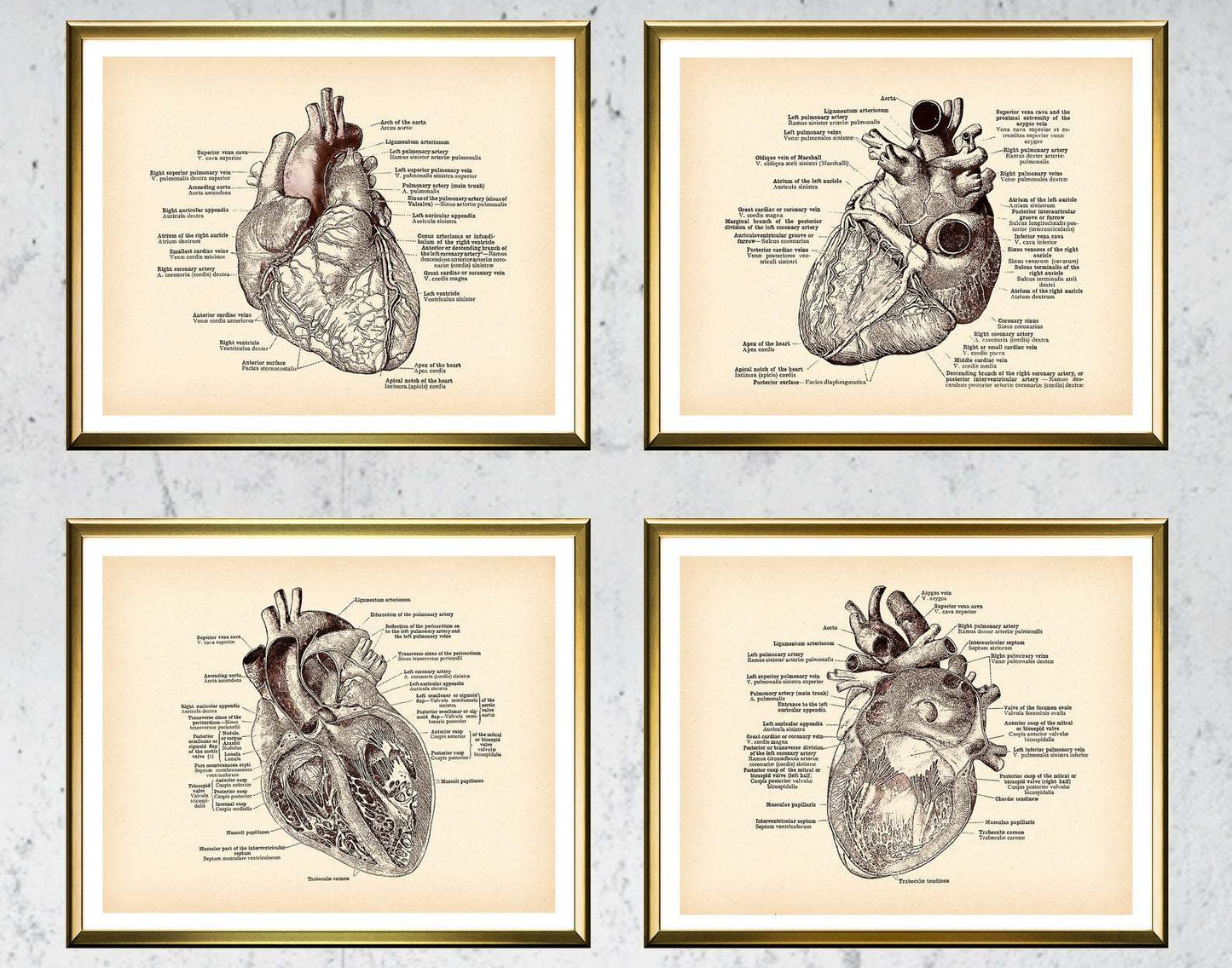 Antique Anatomy Medical Poster Human Anatomy Art Drawing