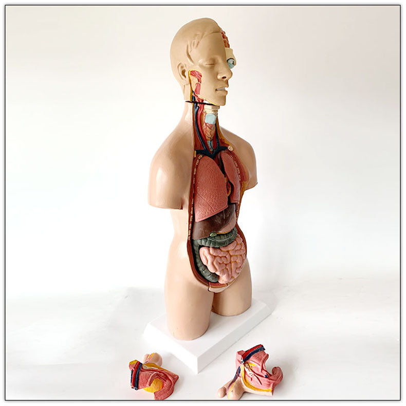Human model medical teaching aid