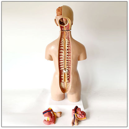 Human model medical teaching aid