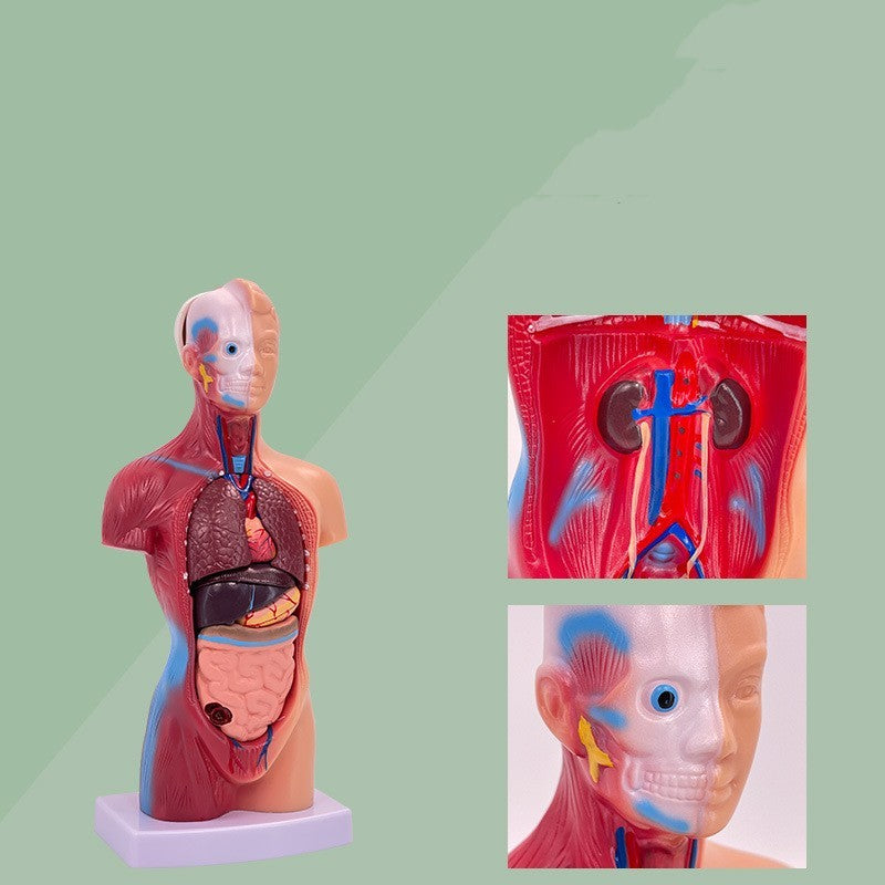 Visceral Detachable Medical Teaching Aids Skeleton